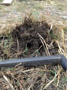 Broadfork lifting the soil exposes grass runners